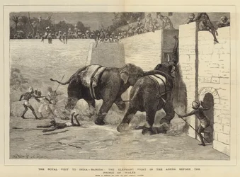 Der königliche Besuch in Indien, Baroda, der Elefantenkampf in der Arena vor dem Prinzen von Wales